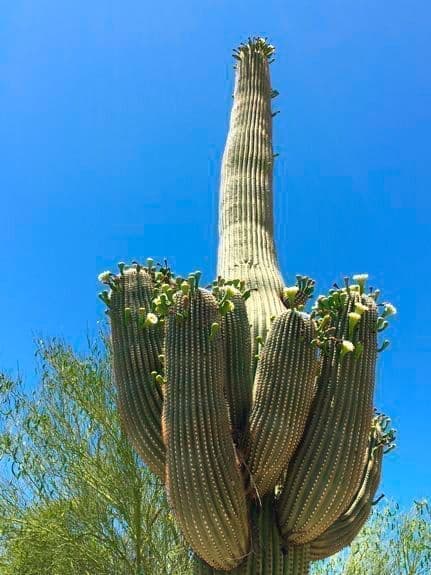 Blooming Saguaro in Dove Mountain AZ